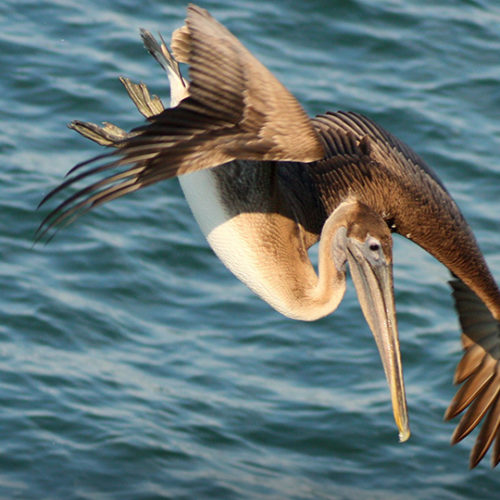 pelican flying over ocean